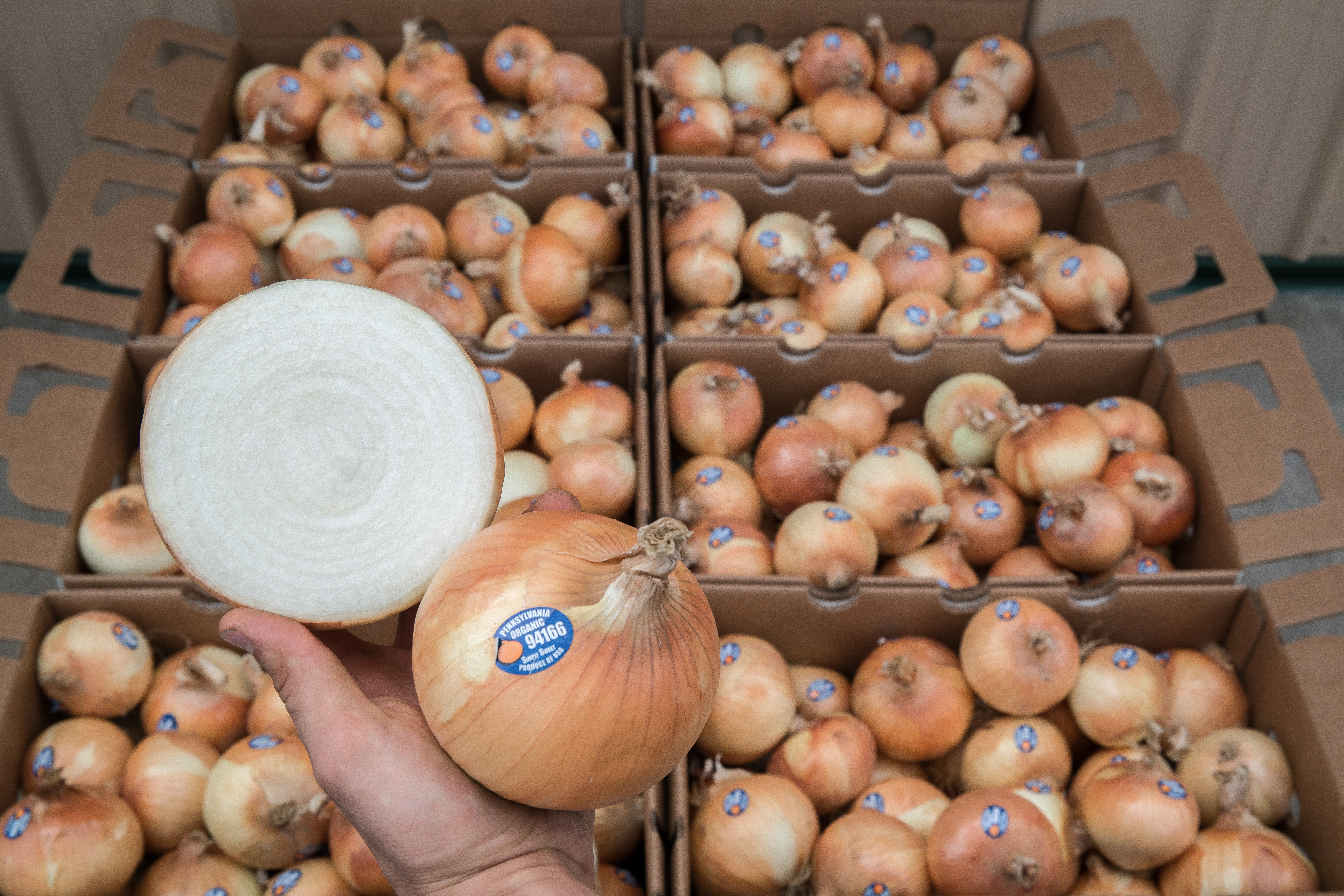 Colossal 40lb Onions
